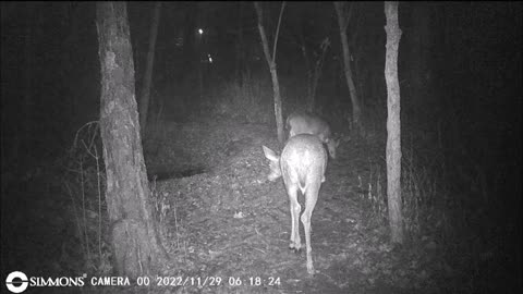 Backyard Trail Cams - 3 Does Walking by the Pond