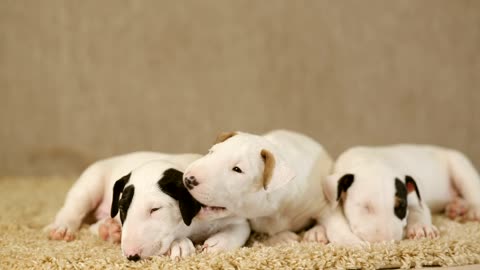 Small puppies of the Bull Terrier breed on a carpet