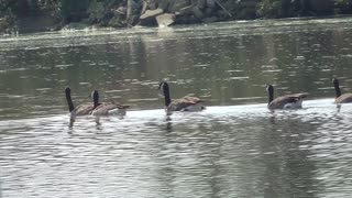 258 Toussaint Wildlife - Oak Harbor Ohio - Canada Geese Making A Appearance