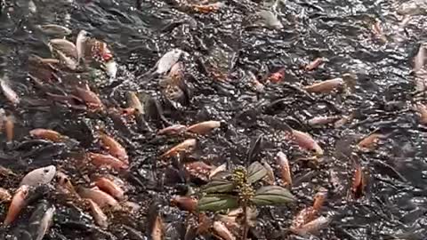 Feeding Tilapia black and red