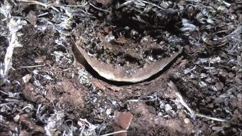 Trapdoor Spider Extreme Full Close Up