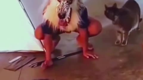 Funny cat reaction to wolf costume