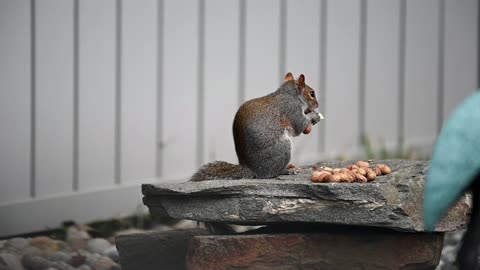 Squirrel feast
