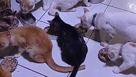 Feeding Of My Cats