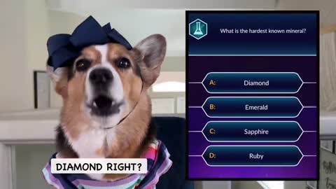 Dogs Play TRIVIA and WIN!