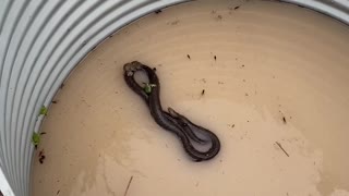 Snake Offers Unexpected Shelter in a Storm