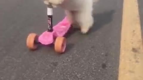 Genius and Funny Puppy is playing skateboard 😂 #Shorts