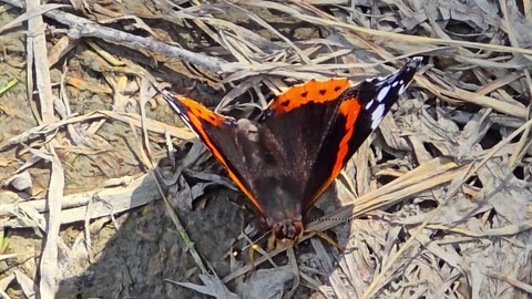 Beautiful admiral butterfly in close-up in two videos / beautiful colorful butterfly.