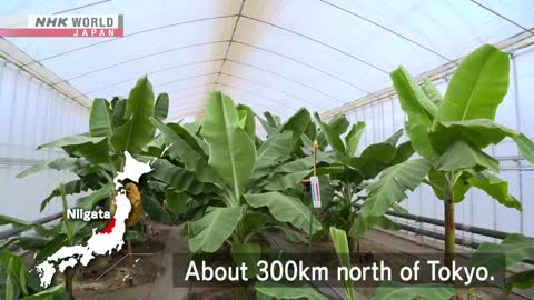A NEW AGRICULTURE: Snow Country Bananas - Dig More Japan