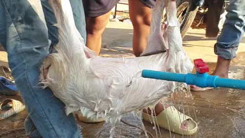 cute baby goat take a bath