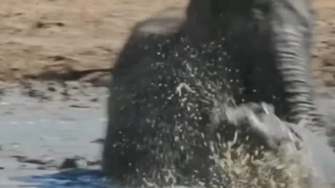 Angry Elephant Charges Hippo!