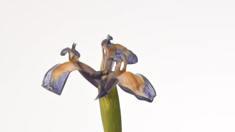 Iris flower time lapse opening and dying then revives. Beethoven