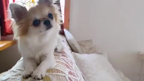 Funny dog reactions Dog weird emotion front on camera shortsvideo shortsviral