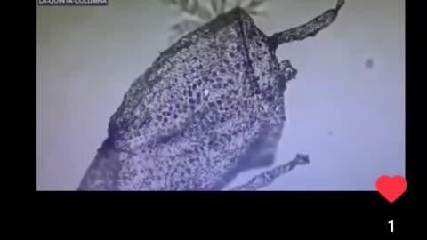 Self Assembling Bugs Inside The Vaccinated Blood