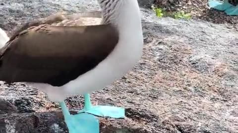 The Blue-footed booby