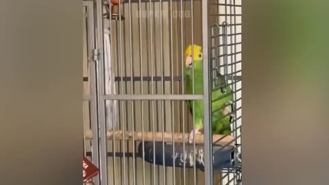 Smart And Funny Parrots Parrot Talking Videos Compilation P1 Super Dogs