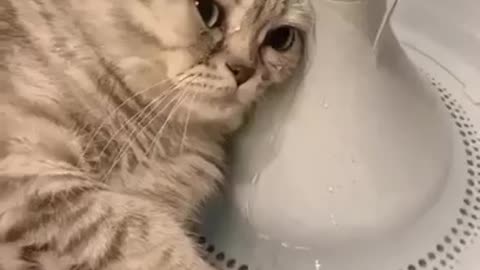 EVEN CATS KNOW THE HEALING POWERS OF SOUND AND 💦WATER