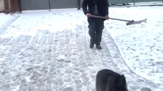 Dog Helps Shovel Snow