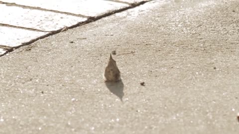 Baby Hummingbird Learning To Fly With Mom Helping And Feeding Him