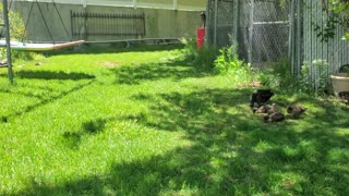 Orchard Babies: Cute Baby Ducks Update