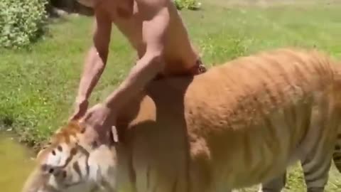 Best Funny Animal Videos of the year, Relax while laght