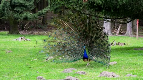 A male peacock displays its tail speckled with the eye during mating season