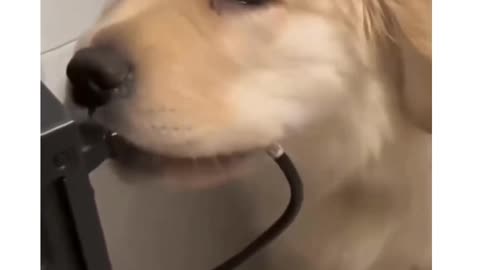 🐕: No mom I didn't do it🤣