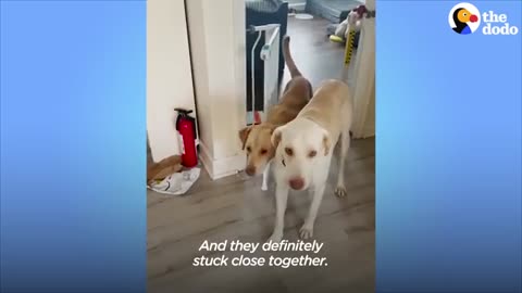 Two Rescue Labs Who Were Completely Frozen | The Dodo Adopt Me!