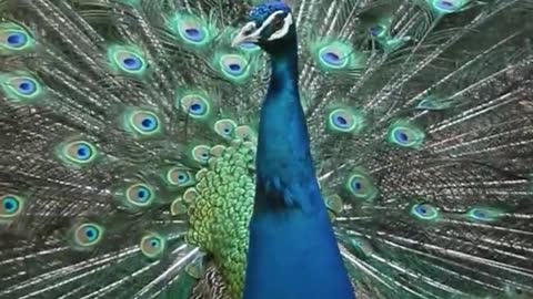 Good luck for the peacock