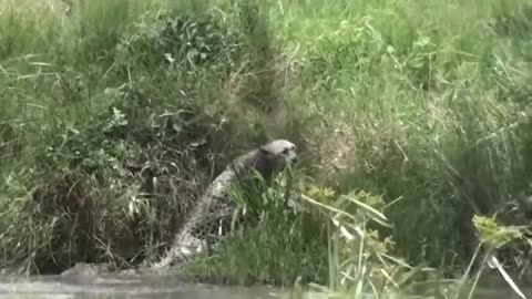 Lion Losing One Leg Due to Crocodile's Attack While Crossing the River.