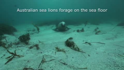 Australian sea lions help monitor marine environment