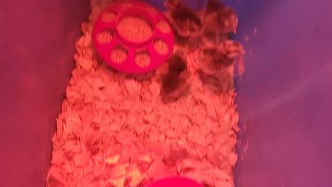 We Hatched Baby Chicks! 🐣🐤🐥