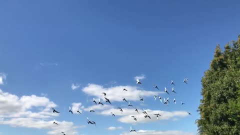 Birds Flying in The Sky