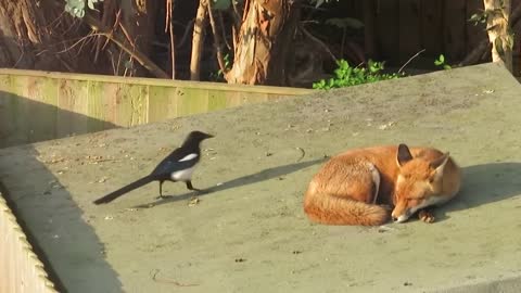 Magpie ATTACK a Sleeping Fox! MEGPIE VS FOX