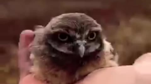Cute owls|| owl 🦉| Bird|