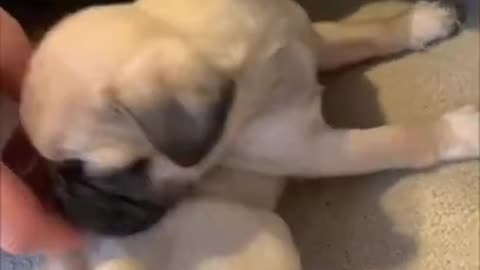 Funniest and Cutest Pug Dog Compilation (cute dogs in tiktok)