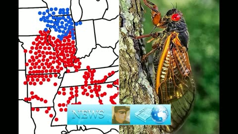 Map shows where billions of cicadas will soon emerge in the US