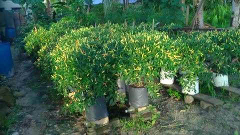 Chilies are grown in polybags, tabulampot