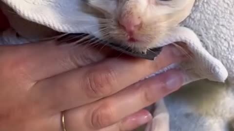 Bathing a rescue kitten