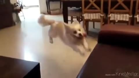 The dog was very happy until it was drop