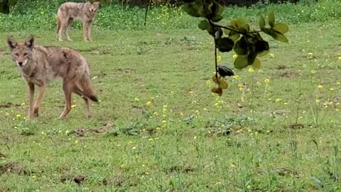 Backyard Coyotes