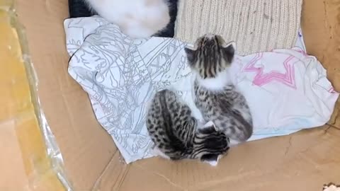 Beautiful and cute kittens are waiting for their mother.