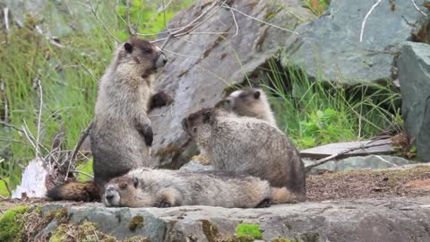 Cute wild marmots playing in nature