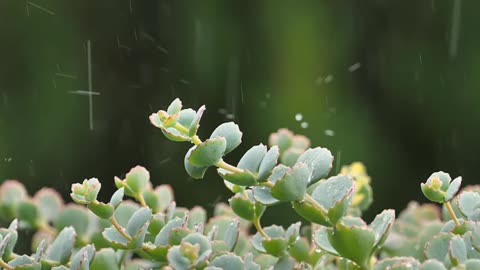 Soothing Rain Sounds for Sleeping and Relaxation Calm Your Mind with Thunder Ambiance