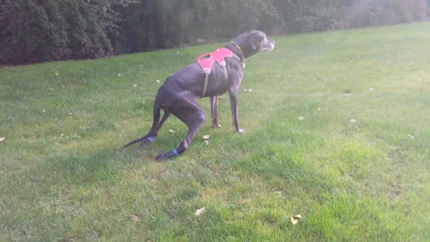 Great Dane learns to walk with 'Anti-Knuckling' device