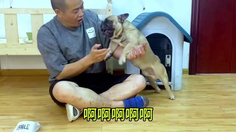 French bulldogs are cute and funny [Pet dog] play with dogs
