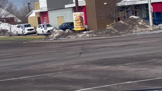 Deer Run Down the Middle of the Street in Canada