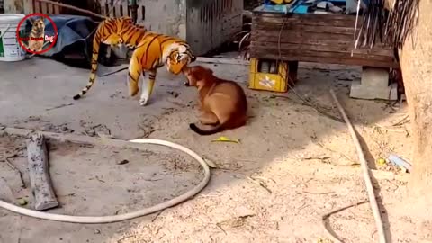 Troll Prank dog and Fake Tiger Prank To dog