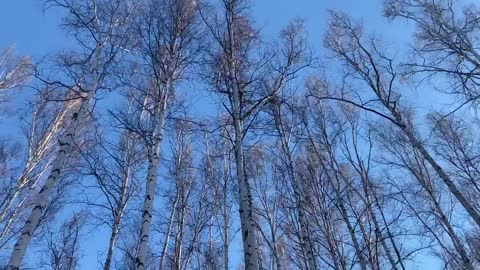 Birch trees swaying
