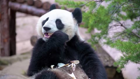 #Panda #Bear #Animal #Mammal #Wildlife #Wild
